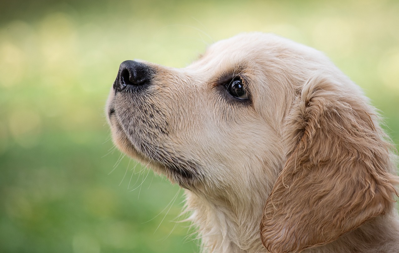 Labrador_štěně